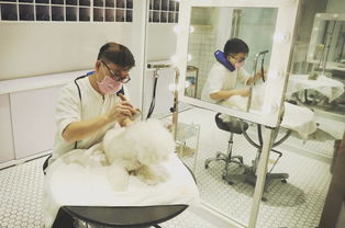 奢華寵物圈 一條狗鏈2萬的背后，探秘明星愛寵的七星級生活方式